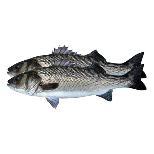 livraison Loup semi-élevage قاروص مربي courses en ligne Gabes Tunisie supermarché vente en ligne poisson produits alimentaires livraison poisson Gabes