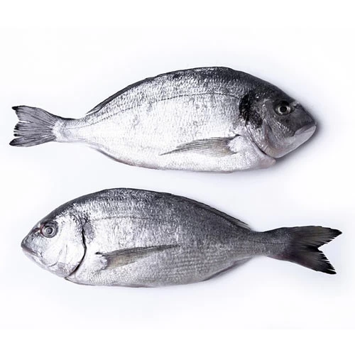 livraison Daurade sauvage moyen calibre دوراد بحرية عيار متوسط Courses en ligne Gabes Tunisie supermarché en ligne Gabes vente en ligne poisson Gabes livraison à domicile poisson