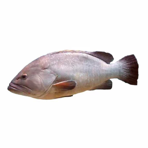 livraison Merou Blanc Mannani مناني Courses en ligne Gabes Tunisie supermarché en ligne Gabes vente en ligne poisson Gabes  livraison à domicile poisson Gabes