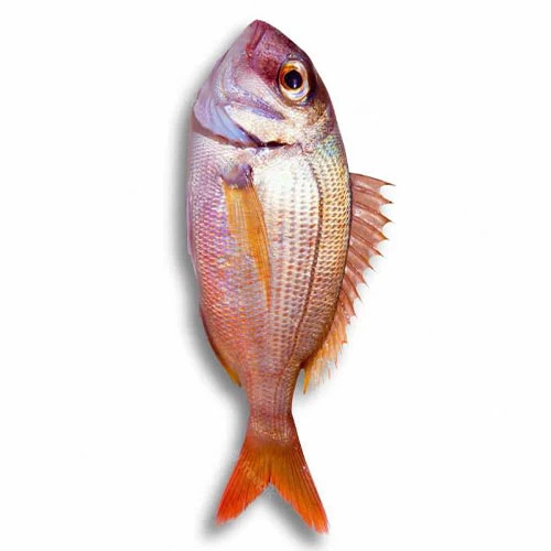 livraison Pagre Jaghali حوت جغالي Courses en ligne Gabes Tunisie supermarché en ligne Gabes Tunisie vente en ligne Gabes Tunisie livraison à domicile Gabes