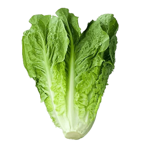 livraison Salade laitue romaine خس livraison gabes